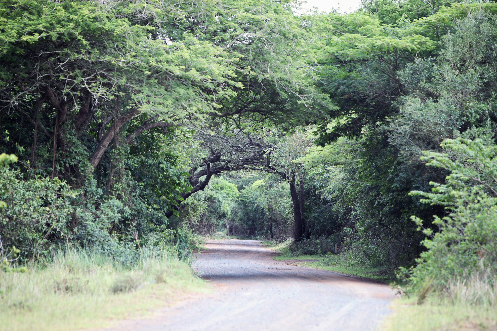 Emdoneni Lodge Hluhluwe Dış mekan fotoğraf